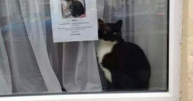 Lost cat found near lost cat poster